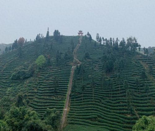 西湖最美茶园排名前十(十大中国最美茶园)插图19