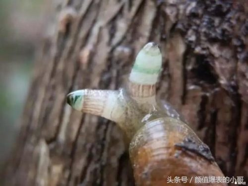 世界洗脑生物排名前十(世界上最大的动物排名)插图9