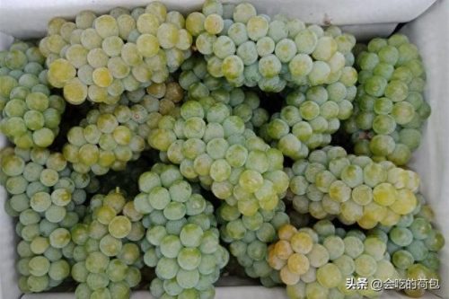 优质葡萄评奖排名前十(百元葡萄排行榜前十名)插图10