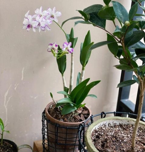 平价阳台植物排名前十(卧室里放什么植物比较好)插图32