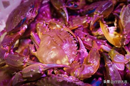 大连海鲜卖场排名前十(大连海鲜受日本辐射影响吗)插图17