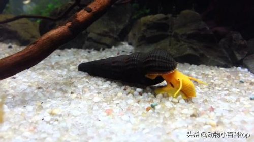 蜗牛好看品种排名前十(观赏蜗牛品种)插图8
