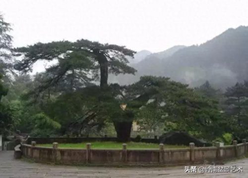 世界古榕树排名前十(中国十大榕树排名)插图2