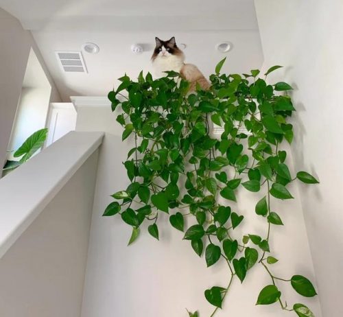 平价阳台植物排名前十(卧室里放什么植物比较好)插图66