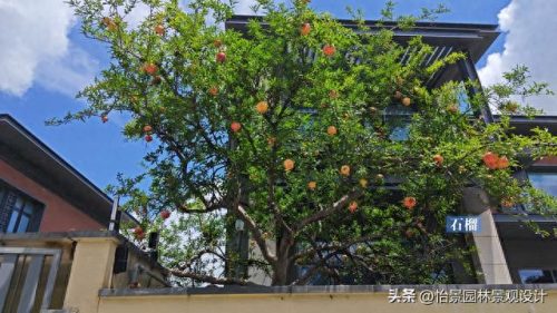 中国枇杷树排名前十(枇杷树有哪些种类)插图1