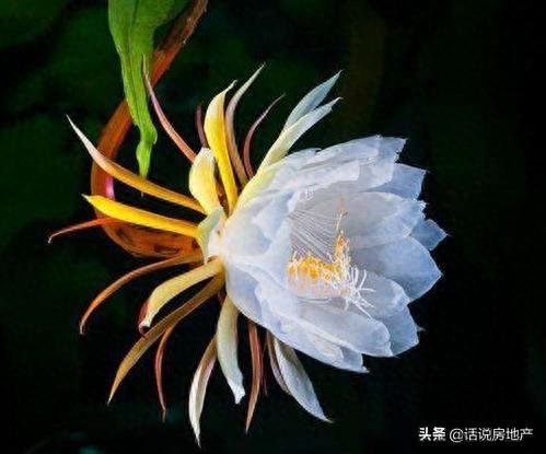 什么花在夜里排名前十(排名第一最好的旺宅花)插图9