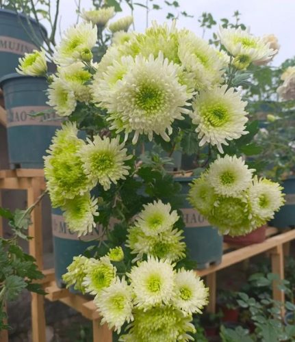 平价阳台植物排名前十(卧室里放什么植物比较好)插图20