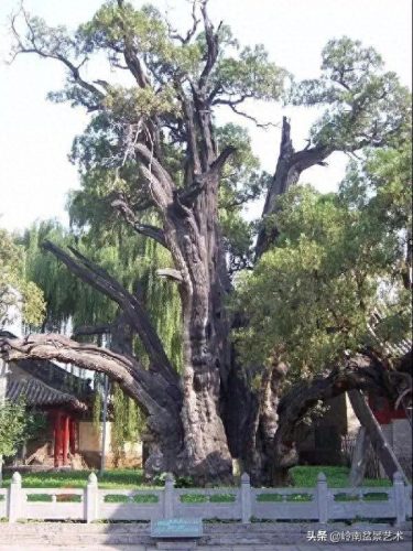 世界古榕树排名前十(中国十大榕树排名)插图6