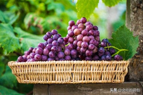优质葡萄评奖排名前十(百元葡萄排行榜前十名)插图12