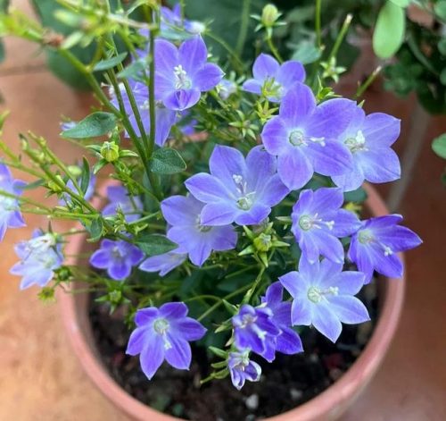 平价阳台植物排名前十(卧室里放什么植物比较好)插图41