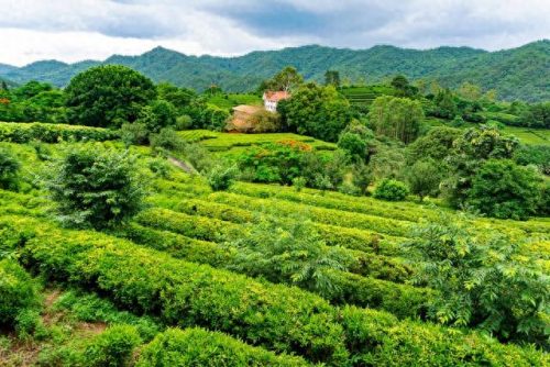 西湖最美茶园排名前十(十大中国最美茶园)插图15