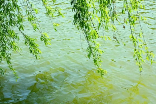 宋朝音乐诗人排名前十(宋朝十大诗人是谁)插图6