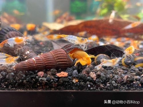 蜗牛好看品种排名前十(观赏蜗牛品种)插图10