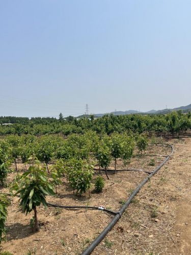 烟台苗木基地排名前十(山东省苗木种植基地有哪些)插图2