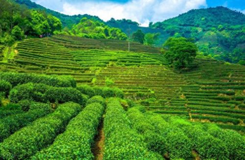 西湖最美茶园排名前十(十大中国最美茶园)插图36