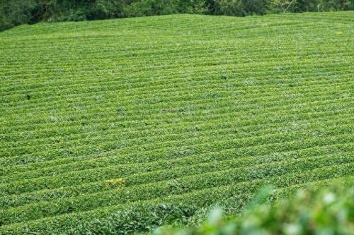 西湖最美茶园排名前十(十大中国最美茶园)插图12
