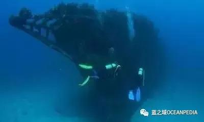 新西兰潜水公司排名前十(世界顶级潜水品牌)插图7