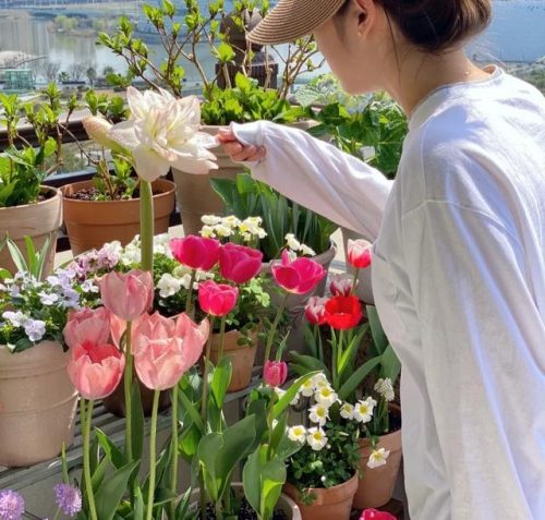 平价阳台植物排名前十(卧室里放什么植物比较好)插图28