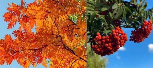 荒山绿化品种排名前十(荒山栽什么树经济效益好)插图4