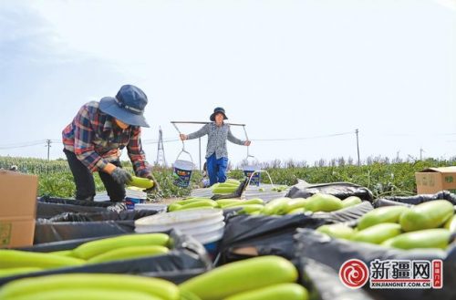 乌鲁木齐蔬菜产量排名前十(中国水果产量排名)插图1