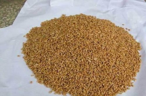 钓鱼最贵饵料排名前十(世上最香的钓鱼香津)插图1