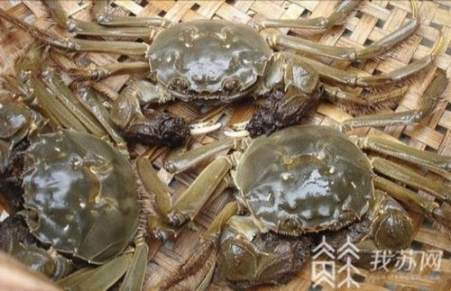 吴江兴化饭店排名前十(吴江好吃的特色饭店)插图1