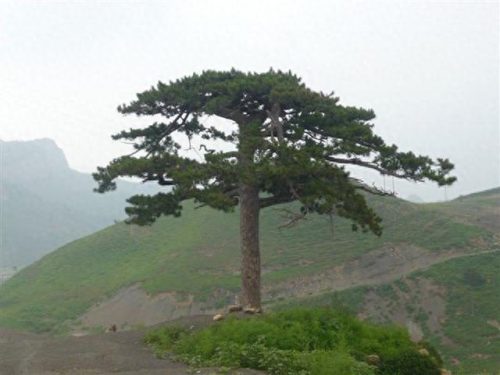 中国绝顶盆景排名前十(盆景十大排名是哪些)插图
