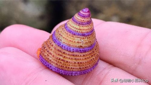 蜗牛好看品种排名前十(观赏蜗牛品种)插图13