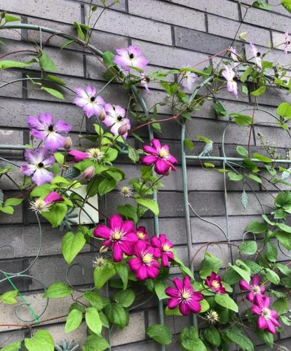 平价阳台植物排名前十(卧室里放什么植物比较好)插图23