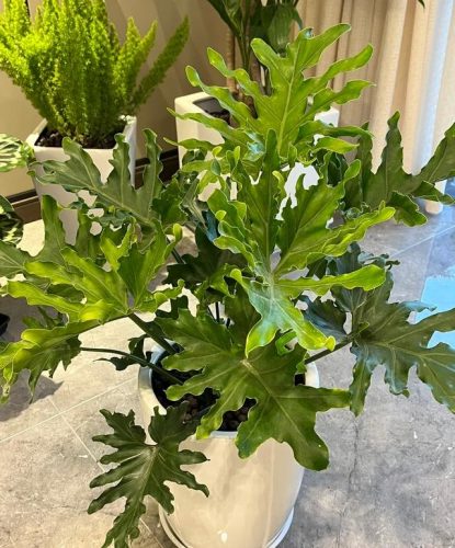 平价阳台植物排名前十(卧室里放什么植物比较好)插图57