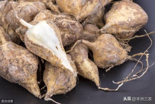 豆薯早熟品种排名前十(豆薯图片功效和作用)插图4
