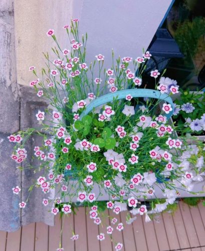 平价阳台植物排名前十(卧室里放什么植物比较好)插图16