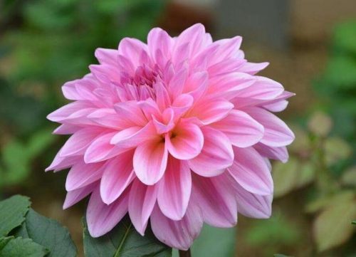最美的花卉排名前十(漂亮的花卉)插图4