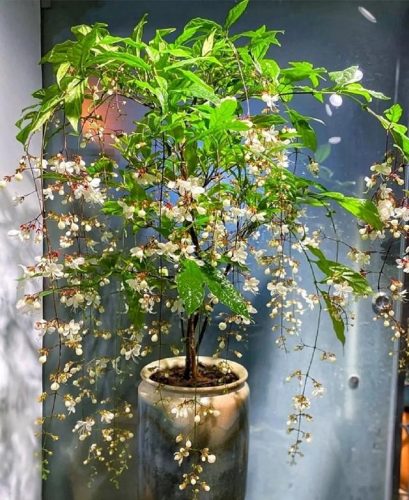 平价阳台植物排名前十(卧室里放什么植物比较好)插图84