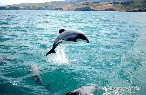 新西兰潜水公司排名前十(世界顶级潜水品牌)插图18