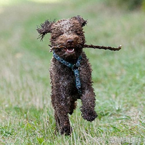 稀有品种犬排名前十(韩国综艺夫妻养稀有犬)插图1