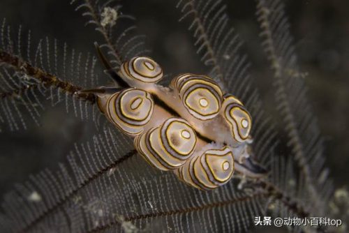 深海最美植物排名前十(海底的植物有哪些)插图7