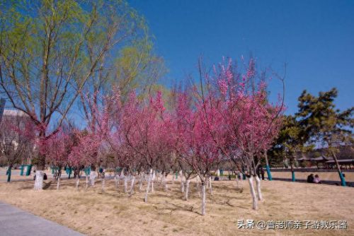 西安小吃景区排名前十(西安小吃甄糕)插图25