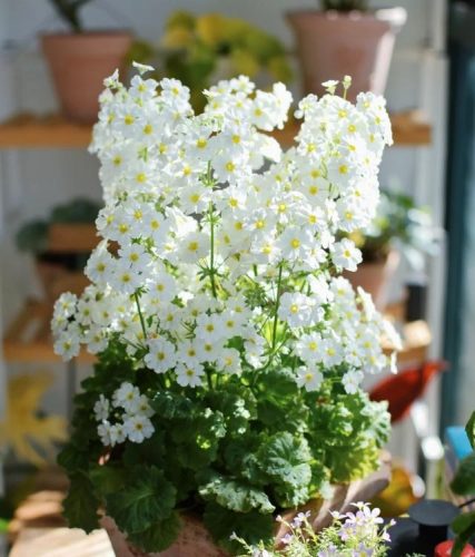 平价阳台植物排名前十(卧室里放什么植物比较好)插图29