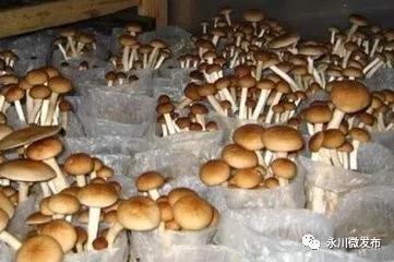 永川顶级酒店排名前十(永川十大高档酒店)插图22