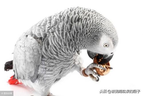 最好虎皮鹦鹉排名前十(虎皮鹦鹉好养活吗)插图