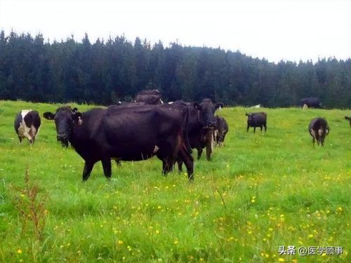 风味牛肉厂商排名前十(正宗潮汕牛肉火锅)插图33