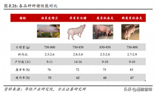 湖南仔猪产地排名前十(辽宁朝阳仔猪产地)插图20