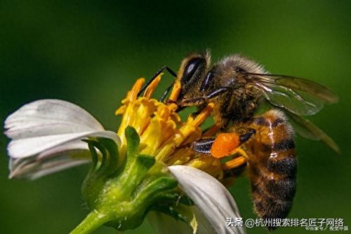 蜜蜂品牌排名前十图片(标志是一只蜜蜂的品牌)插图