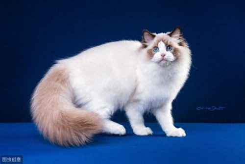 布偶猫血统排名前十(布偶猫十大排行榜)插图1