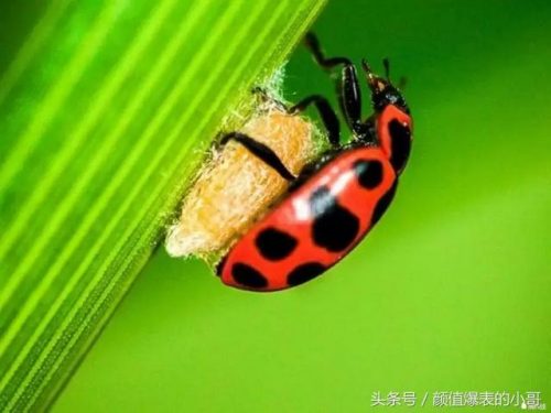 世界洗脑生物排名前十(世界上最大的动物排名)插图3
