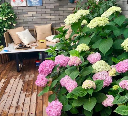平价阳台植物排名前十(卧室里放什么植物比较好)插图22