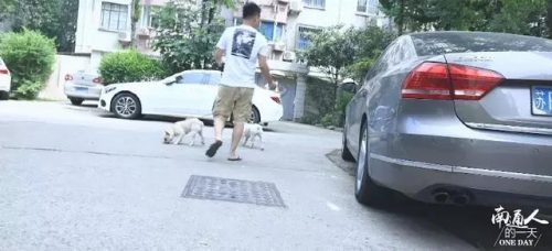 南通猫舍排名前十(猫舍推荐)插图3
