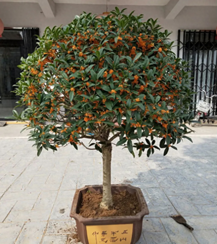 桂花越冬品种排名前十(桂花品种前十排名)插图