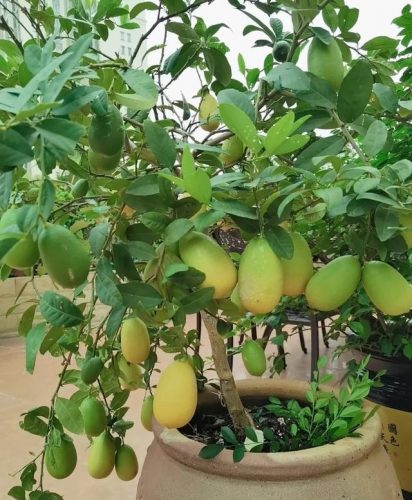 平价阳台植物排名前十(卧室里放什么植物比较好)插图7